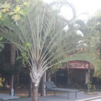 Chrysalidocarpus