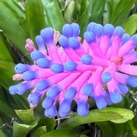 Aechmea