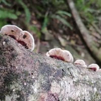 Earliella