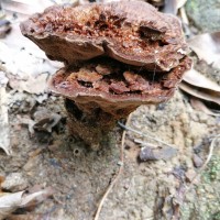 Phaeolus