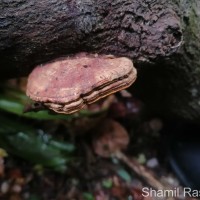 Ganoderma