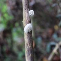 Marasmiellus