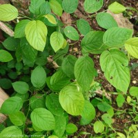 Pleurolobus