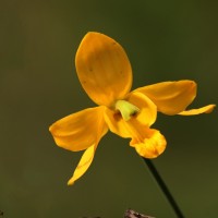 Flora of Sri Lanka