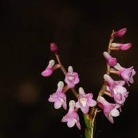 Flora of Sri Lanka