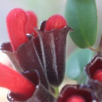 Aeschynanthus pulcher (Blume) G.Don