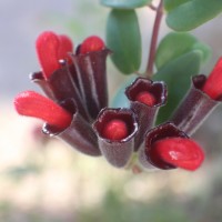 <i>Aeschynanthus pulcher</i>  (Blume) G.Don