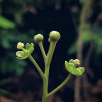 <i>Nepenthes distillatoria</i>  L.