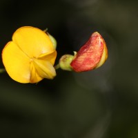 Flora of Sri Lanka