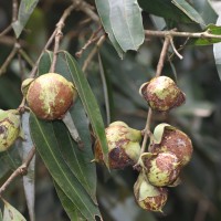 Flora of Sri Lanka