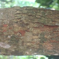 Flora of Sri Lanka