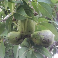 Flora of Sri Lanka