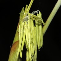 Ochlandra stridula Thwaites