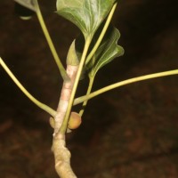 Ficus krishnae C.DC.