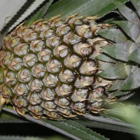 Ananas comosus (L.) Merr.