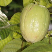 Passiflora quadrangularis L.