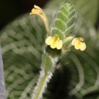 Fittonia albivenis (Lindl. ex Veitch) Brummitt