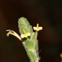 Fittonia albivenis (Lindl. ex Veitch) Brummitt