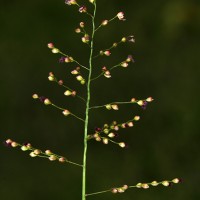 Flora of Sri Lanka