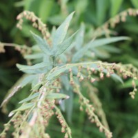 Artemisia indica Willd.