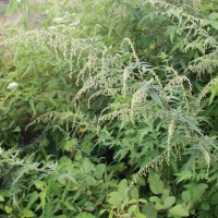 <i>Artemisia indica</i> Willd.