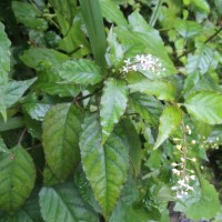Flora of Sri Lanka