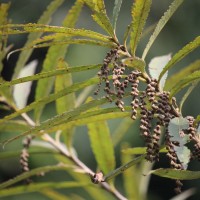 Flora of Sri Lanka
