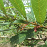 Flora of Sri Lanka