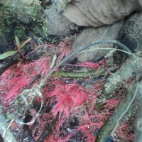 Flora of Sri Lanka