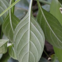 Asystasia variabilis (Nees) Trimen