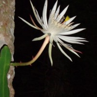 Epiphyllum hookeri Haw.