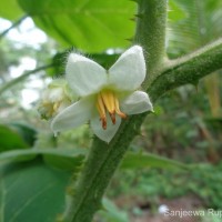 <i>Solanum lasiocarpum</i>  Dunal