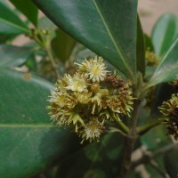 Carallia brachiata (Lour.) Merr.