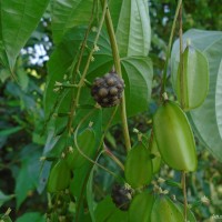 Dioscorea bulbifera L.