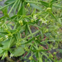 Albidella glandulosa (Thwaites) Lehtonen