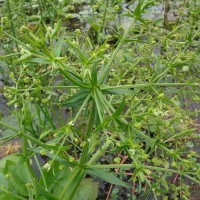 Albidella glandulosa (Thwaites) Lehtonen