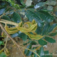 Flora of Sri Lanka