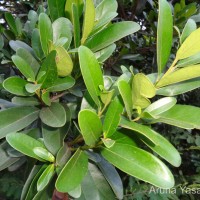 Diospyros ovalifolia Wight