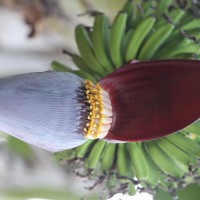 Musa × paradisiaca L.