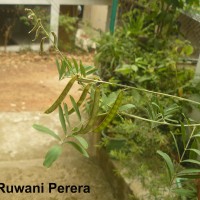 Tephrosia purpurea (L.) Pers.