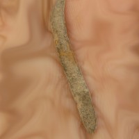 Tephrosia purpurea (L.) Pers.