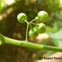 Solanum americanum Mill.