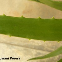 Aloe vera (L.) Burm.f.