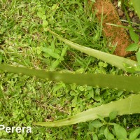 <i>Aloe vera</i>  (L.) Burm.f.