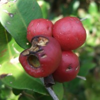 Syzygium fergusonii (Trimen) Gamble