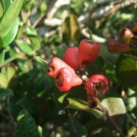 Syzygium fergusonii (Trimen) Gamble