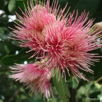Syzygium gardneri Thwaites