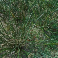 Schoenoplectiella articulata (L.) Lye