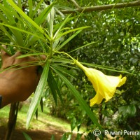 Cascabela thevetia (L.) Lippold