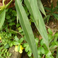 Alpinia calcarata (Andrews) Roscoe